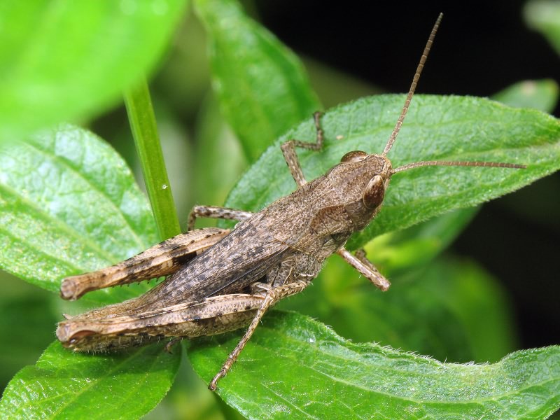 Orthoptera